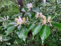 Lonicera tatarica - Bush Honeysuckle - Invasive