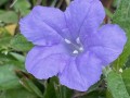 Ruellia caroliniensis - Wild Petunia, Carolina Wild Petunia
