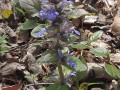 Ajuga reptans - Ajuga, Blue Bugle, Bugleherb, Bugleweed, Bugle Weed, Carpet Bugle