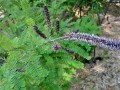 Amorpha herbacea - Clusterspike False Indigo, Dwarf Indigo Bush, Leadplant