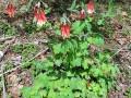 Aquilegia canadensis - Eastern Red Columbine, Wild Red Columbine
