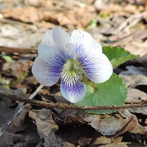 Viola sororia - Common Blue Violet