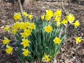 Narcissus pseudonarcissus - Daffodil