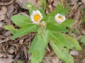Erigeron philadelphicus - Philadelphia Fleabane, Fleabane Daisy