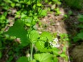 Alliaria petiolata - Garlic Mustard