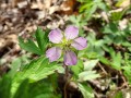 Geranium maculatum - Wild Geranium