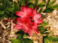Rhododendron calendulaceum - Flame Azalea Gregory Bald