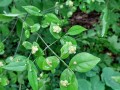 Euonymus americanus - Bursting Heart, Hearts-a-bustin', Strawberry Bush