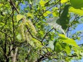 Morus rubra - Red Mulberry