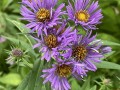Symphyotrichum novae-angliae - New England Aster, New England American Aster