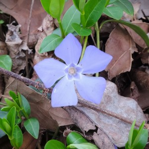Vinca minor - Periwinkle Vinca minor - Periwinkle