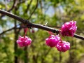 Cercis canadensis 'Pink Pom Poms'  - Eastern Redbud