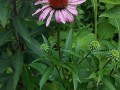 Echinacea purpurea - Coneflower, Eastern Purple Coneflower, Purple Coneflower, Purple Rudbeckia