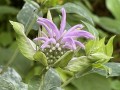 Monarda fistulosa - Bergamot, Bee Balm