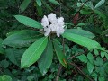 Rhododendron maximum - Rosebay Rhododendron, Great Rhododendron, White Laurel