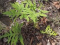 Onoclea sensibilis - Sensitive Fern