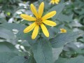 Helianthus microcephalus - Small Woodland Sunflower, Small-headed Sunflower