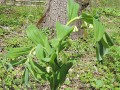  Polygonatum biflorum - Smooth Solomon's Seal, Great Solomon's-seal, Sealwort