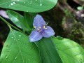 Tradescantia virginiana - Common Spiderwort, Spider Lily, Virginia Spiderwort