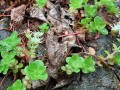 Sedum ternatum - Woodland Stonecrop, Wild Stonecrop