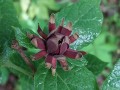 Calycanthus floridus - Eastern Sweetshrub