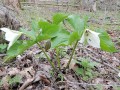 Trillium simile - Sweet White Trillium