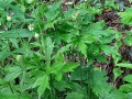 Anemone virginiana - Thimbleweed