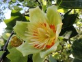 Liriodendron tulipifera - Tulip Poplar, Tulip Tree