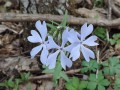 Phlox divaricata - Wild Blue Phlox, Woodland Phlox, Sweet William