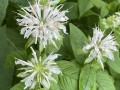Monarda clinopodia - White Bergamot, Basil Bee Balm