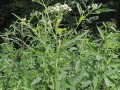 Verbesina virginica - White Wingstem, White Crownbeard, Frostweed, Frostflower