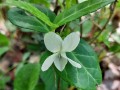 Viola sororia albiflora - White Wood Violet