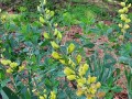 Baptisia sphaerocarpa - Yellow Wild Indigo