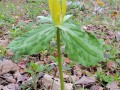 Trillium luteum - Yellow Trillium, Yellow Wakerobin