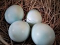 bluebird eggs 20200607