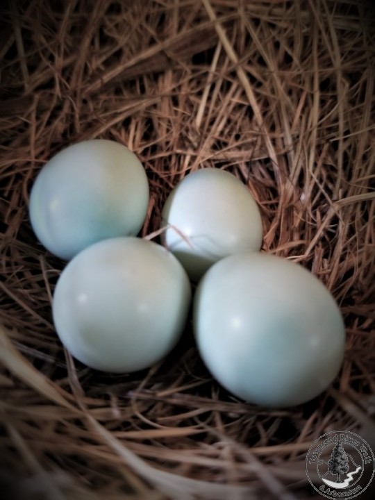 bluebird eggs 20200607