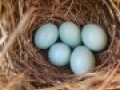 bluebirdeggs