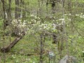 floweringdogwood