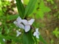 spiderwort