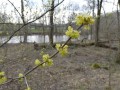 Lindera benzoin - Spicebush