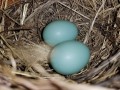 Love is Blooming - Bluebird Eggs