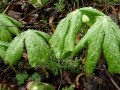 Podophyllum peltatum - Mayapple