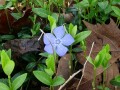 Vinca minor - Periwinkle