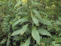 yellowwingstem