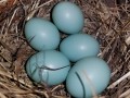 Bluebird Eggs - Bluebird house across from Pollinator Garden