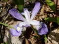 Iris cristata - Dwarf Crested Iris