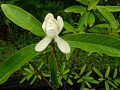 Franklinia alatamaha - Franklin Tree