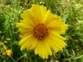Coreopsis lanceolata - Lanceleaf tickseed