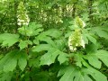 Hydrangea quercifolia - Oakleaf Hydrangea