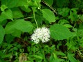 Hydrangea arborescens - Wild Hydrangea